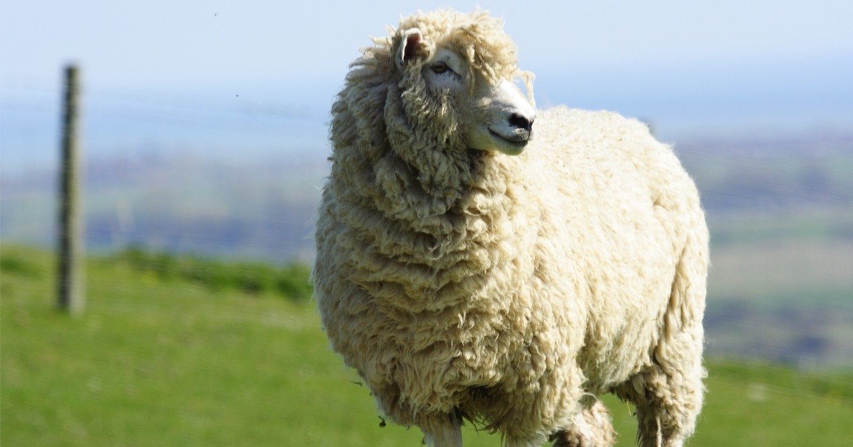 Sleepeezee selects new local wool supplier
